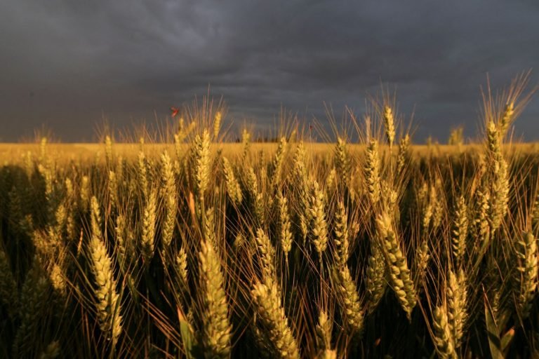 Campo de Soja - Foto: Rodolfo Buhrer / Reuters