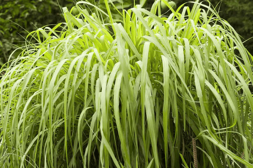 Citronela é uma ótima planta contra dnegue