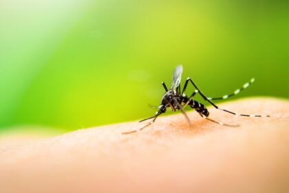 Todos os distritos de São Paulo vivem epidemia de dengue, aponta Secretaria de Saúde