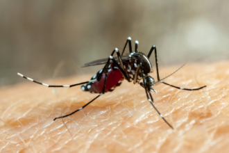 Mulher de 28 anos morre por dengue em Sorocaba; cidade contabiliza 12 mortes pela doença
