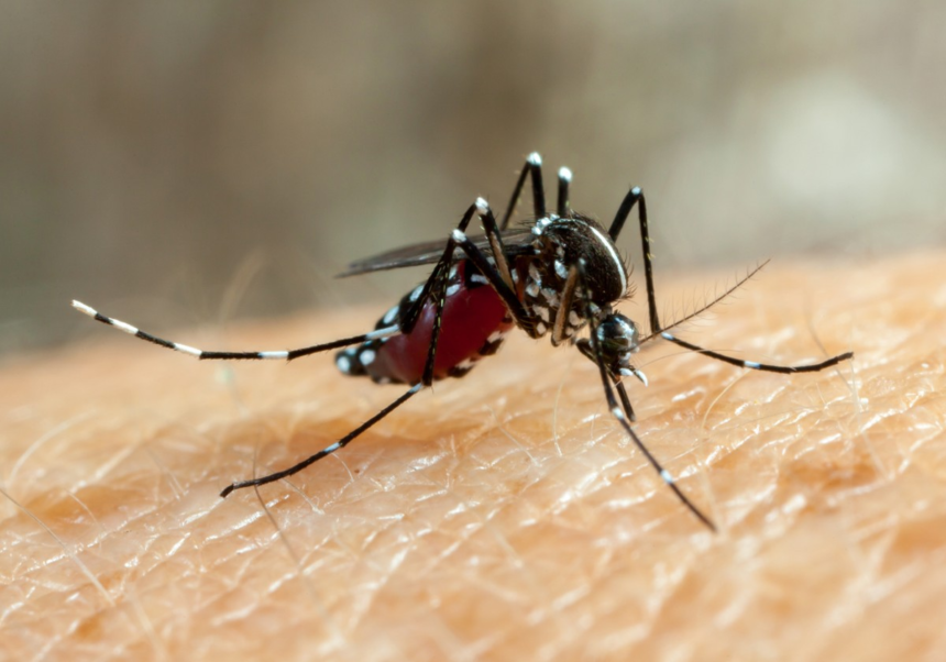 Mulher de 28 anos morre por dengue em Sorocaba; cidade contabiliza 12 mortes pela doença