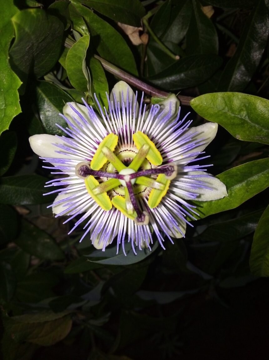 Webstory - chá de passiflora